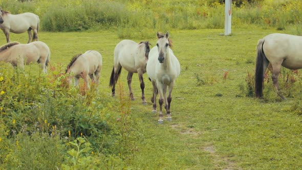 A horse is eating grass while walking towards another horse.