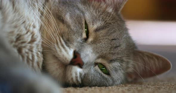 Closeup Shot of Grey Adult Cat Taking a Nap on the Floor and Squinting To the Camera