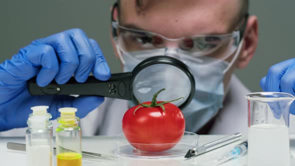 Medical Scientist Specialist Looking at Tomato with Magnifying Glass and Injecting in Food