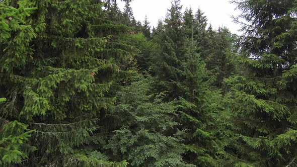 Fpv Aerial Drone Flying Over the Misty Forest in the Mountain