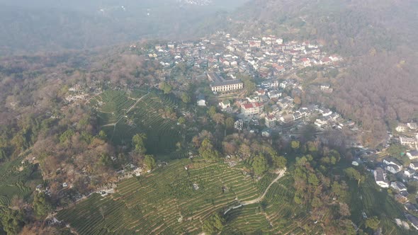 Tea plantation in mountain