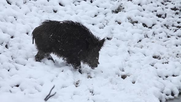 Wild Boar walking in the snow and staring at camera