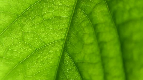 macro plant. a close-up sheet. the structure of a living plant, fractals