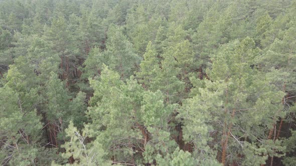 Forest Landscape Aerial View Slow Motion