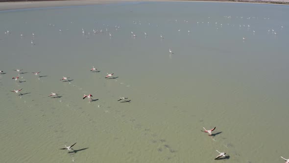 Aerial View of Flocks of Pink Flamingo Birds Standing in a Salt Lake