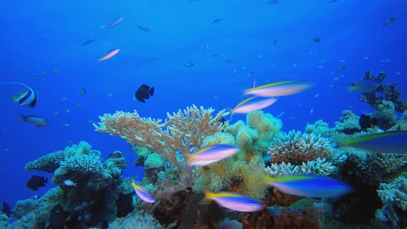 Tropical Seascape Underwater Life