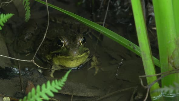 shot of frogtadpole in the water, animal, plant, fern