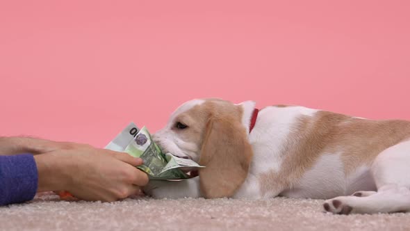 Man Treating Frisky Beagle Puppy With Counterfeit Euro Banknotes
