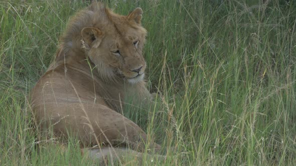 Lion lying on the grass and cleaning itself