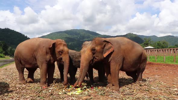 Family of elephants eating together in slow motion.