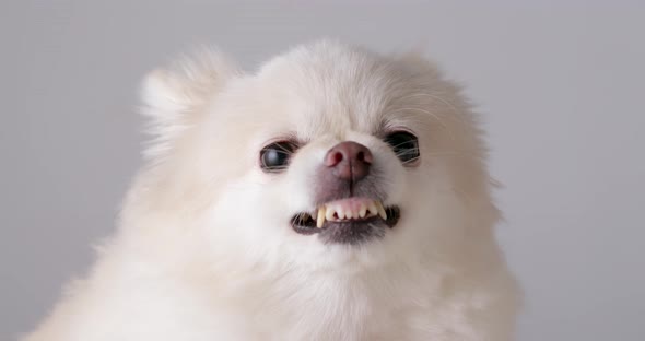 Pomeranian dog getting angry