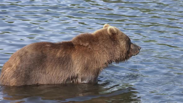 Hungry Brown Bear Standing in Water, Looking Around in Search of Food - Red Salmon Fish