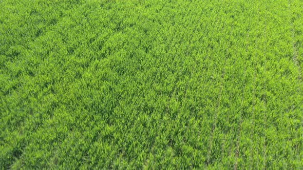 Flight over the green field of wheat 4K drone footage