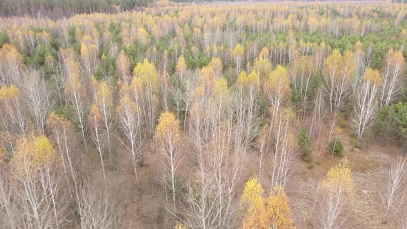 Trees in the Autumn Forest in the Afternoon