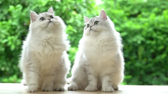 Two Persian Cats Playing Toy Together