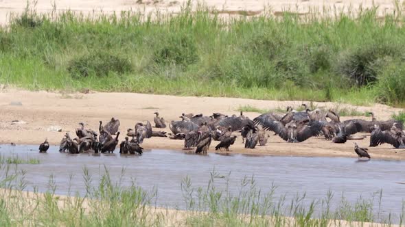 A committee of Vultures bathes in river and dries in African sunshine