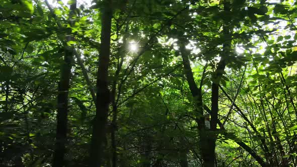 Green Forest with Trees By Day