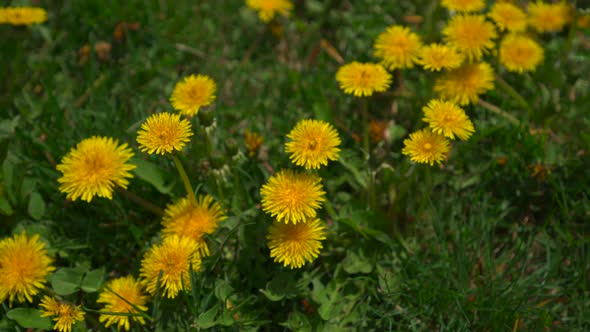 Yellow dandelions and green grass, sliding shot