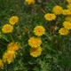 Yellow dandelions and green grass, sliding shot - VideoHive Item for Sale