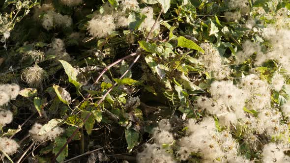 Panning on Old Man Beard Clematis vitalba flower shrub 4K video