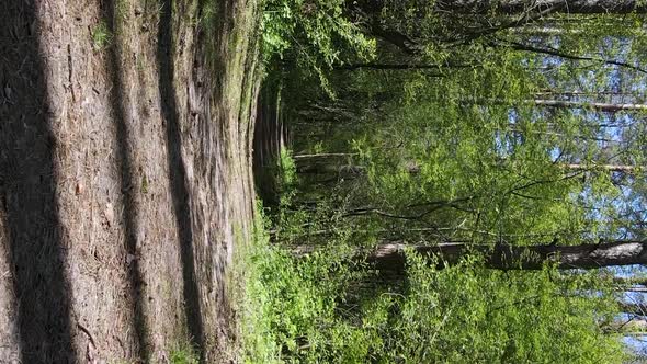 Vertical Video of Green Forest During the Day