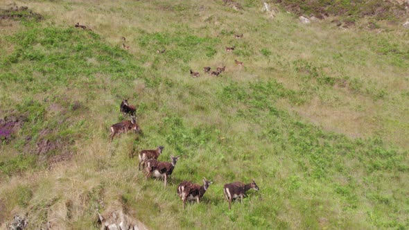 Wild Soay Sheep Grazing on the Side of a Grassy Mountain