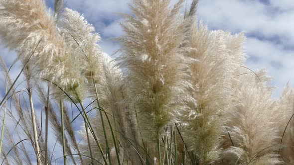 Shore Grass 18 - Pampas White Feather