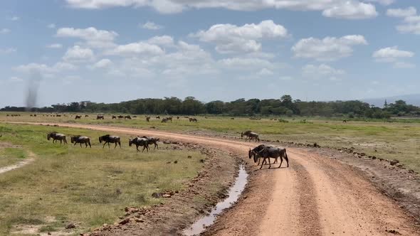 Wildebeest Crossing Road In Amboseli Kenya