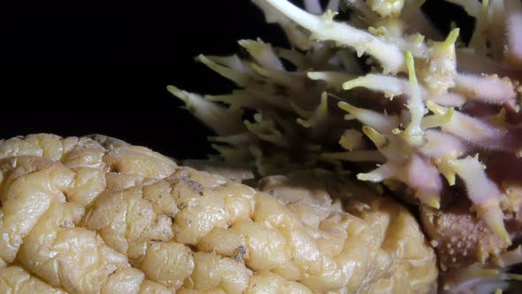 Closeup Shot of an Old Wrinkled Potato with a Lot of Sprouts Rotating