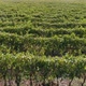 Aerial View of the Vineyards Fields - VideoHive Item for Sale