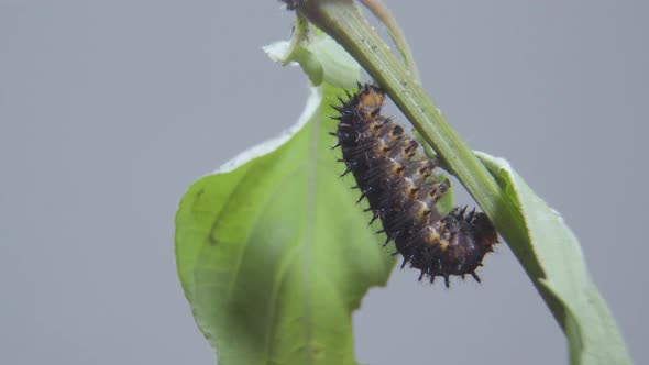 Blue Pansy Caterpillar ready going into cocoon, pupa or chrysalis