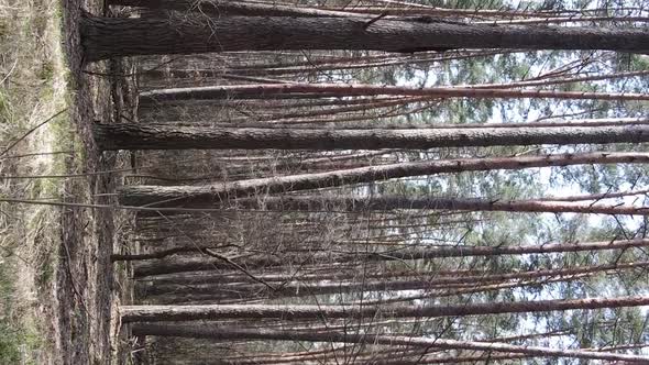 Vertical Video of Beautiful Forest Landscape