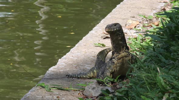 Asian water monitor (Varanus Salvator) sunbathing outdoors next to a lake on a concrete wall and gre