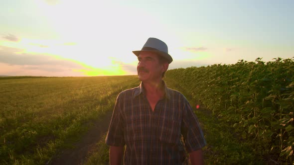 Aged Male Farmer with Hat and Mustache Walks Through Field and Examines Plantation at Sunset
