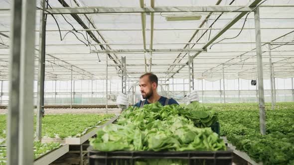 Man Walking with a Cart with Green Salad in a Greenhouse