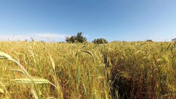 Wheat field on a bright summer day. Time-lapse