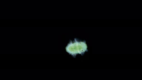 Worm Larva at Nektoheta Stage Under a Microscope Class Polychaeta Family Phyllodocidae Sample Found