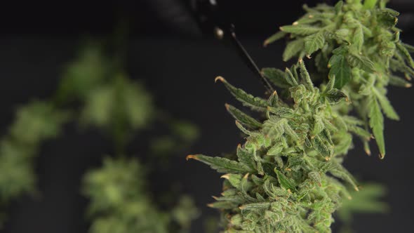 Harvest Weed Time Has Come. Trim Before Drying. Growers Trim Their Pot Buds Before Drying