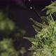 Harvest Weed Time Has Come. Trim Before Drying. Growers Trim Their Pot Buds Before Drying - VideoHive Item for Sale