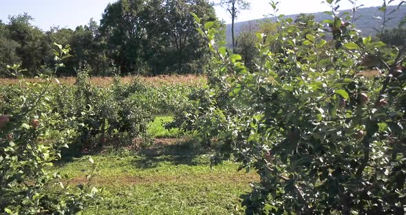 Slow dolly shot of apple trees in an apple orchard with corn fields beyond and large forest trees be