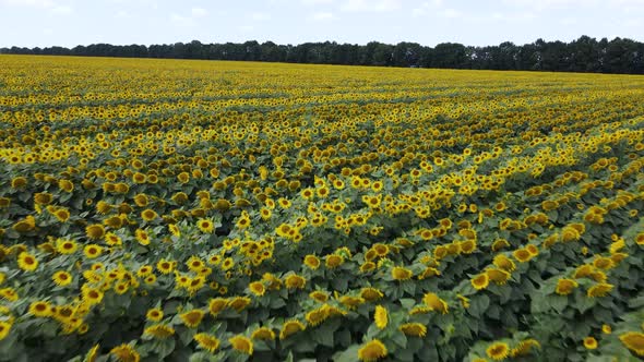 Aerial View of a Field with Sunflowers