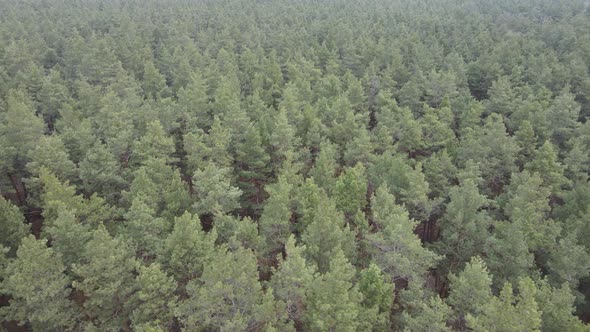 Trees in a Pine Forest During the Day Aerial View