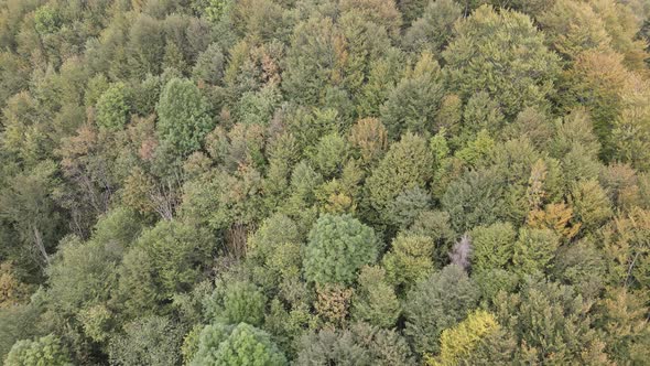 Trees in the Mountains Slow Motion. Aerial View of the Carpathian Mountains in Autumn. Ukraine