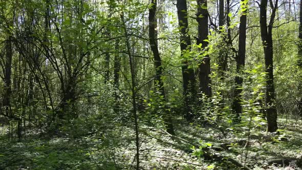 Green Forest During the Day Aerial View