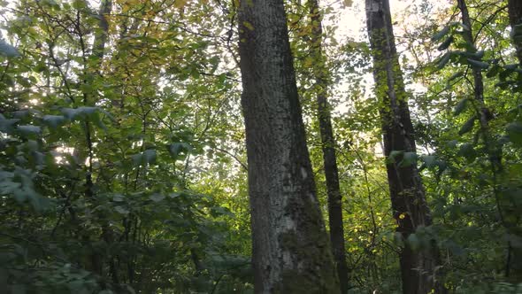 Autumn Forest Landscape with Trees By Day