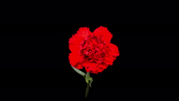 Beautiful Time Lapse of Opening Carnation Flower