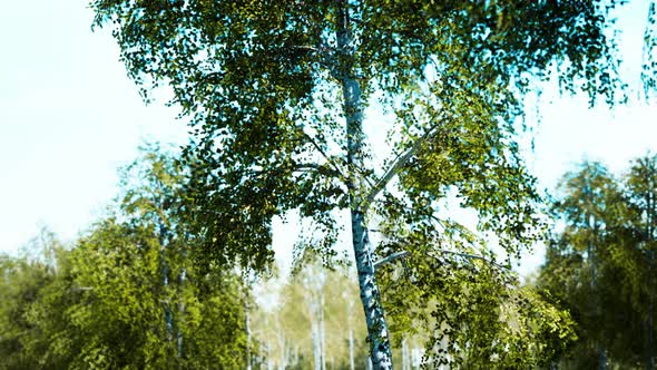 Birch Forest Panorama in Summer