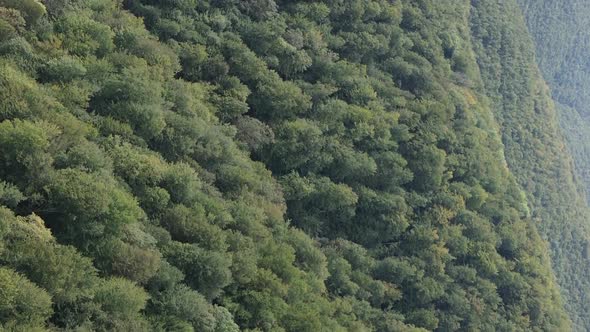 Vertical Video Aerial View of Trees in the Forest