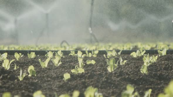 Sprinklers water lettuce plants in a large field after planting, slow motion footage