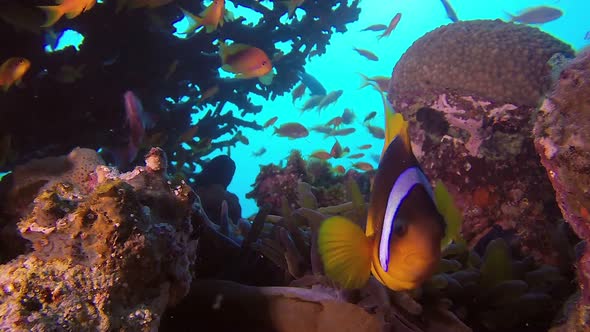 Clownfish and Red Sea Fishes